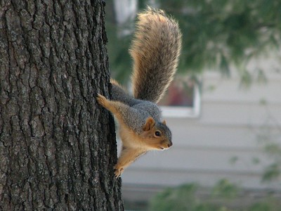 Ah! fortuna -da&nbsp;siempre